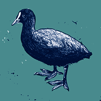 Logo der Firma Blässhuhn-Konstanz