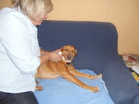 Logo der Firma Tiere in Balance