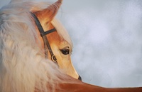 Logo der Firma Reitsport Pferd und Spaß